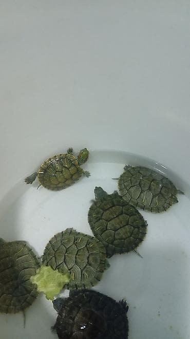 Черепашки!!!
супер подарок для взрослых и детей!
не капризные