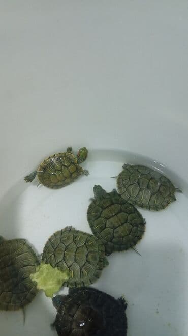отдам даром породистую собаку: Молодые водные черепахи (красноухие). - Вид: Trachemys scripta — 3