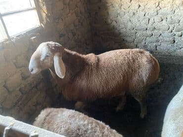 сколько стоит корова дойная: Продаю | Баран (самец) — 1