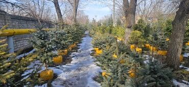 диваны бишкек табылга: Пихта,Голубые ели,Голубая ель,Сосна,Можевельник,Ёлка — 6