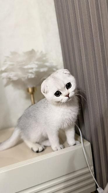 бенгалы котята: Продаются шотландские котята. Скоттиш Фолд. Девочка. Серебристая — 3