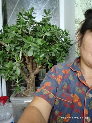 мебель на заказ бишкек цены: Денежное дерево толстянка живое дерево — 5