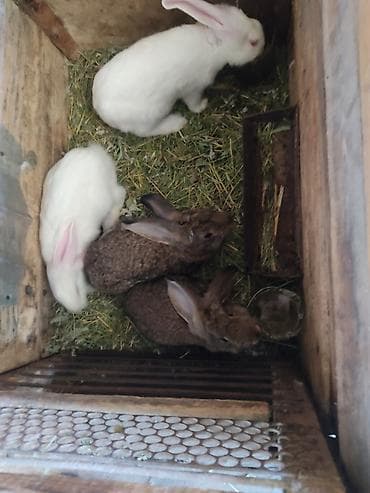 Продаю | Крольчата | Для разведения