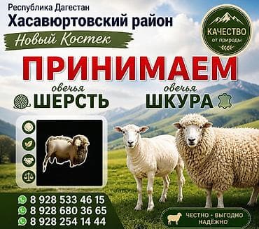 кошки бишкек купить: Продаю | Баран (самец), Ягненок — 3