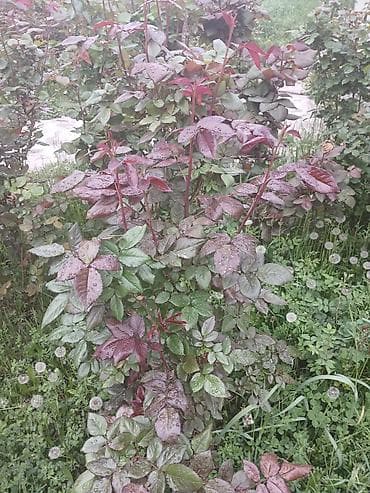 розы садовые: Саженцы Самовывоз — 2