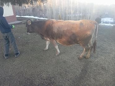 Продаю | Корова (самка) | Для молока