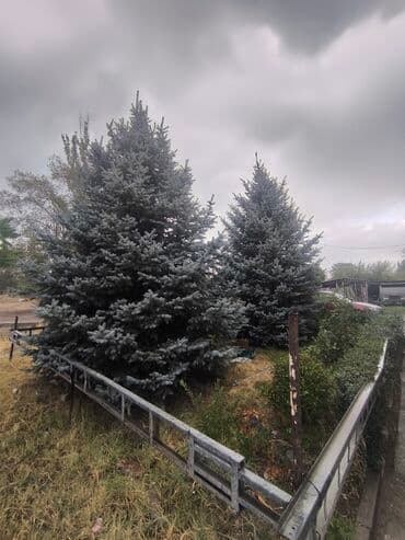 декор зелень: Предлагаются голубые ели, отличающиеся характерным сине-зеленым — 3