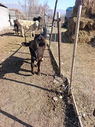 70 сом: Сатам | Музоо | Алатоолук | Көбөйтүү үчүн — 4