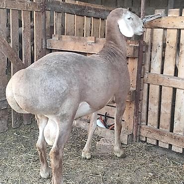 бешенство животных: Продаю | Баран (самец) | Арашан | Для разведения | Племенные — 3