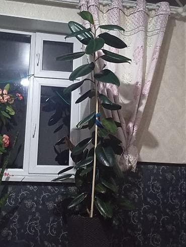 Фикус эластика (каучуконосный), крупномер. - Высота растения: около