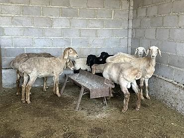 карова стелная: Продаю | Овца (самка) | Для разведения | Матка — 2