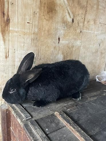 үй жаныбарлары: Сатам | Эркек коен | Француз кочкору, Күрөң коен | Көбөйтүү үчүн | Асыл тукумдуу — 4