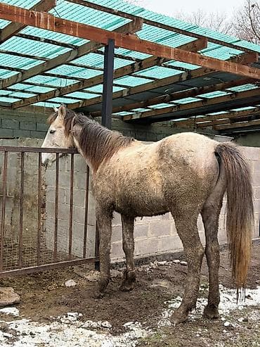 Ветеринар кызматы: Сатам | Байтал — 2