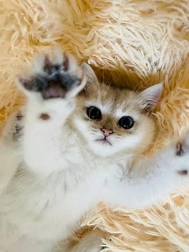 кошка бесплатная: Продается котёнок скоттиш страйт. мальчик серебристая шиншилла окраса — 8