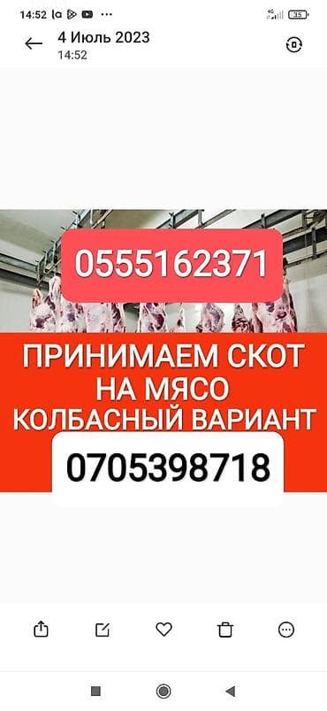 Колбасный цех : Коровы, быки, Лошади, кони, | Круглосуточно, Любое состояние, Забитый