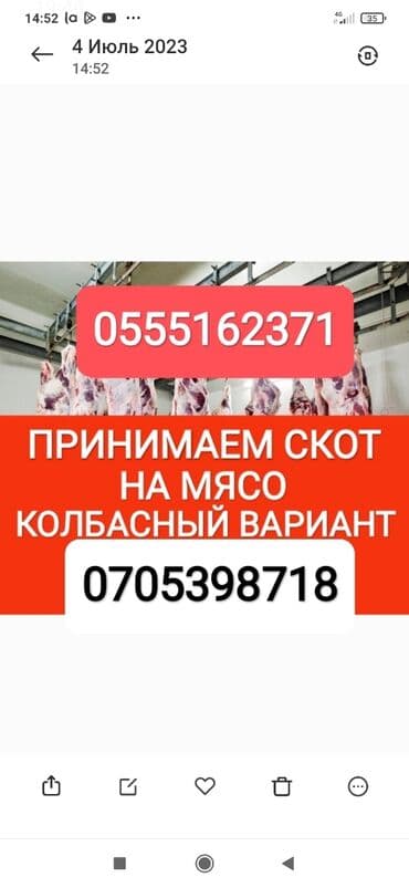 приём скота: Сатып алам | Жылкылар, аттар, Уйлар, букалар | Күнү-түнү, Бардык шартта, Союлган — 1
