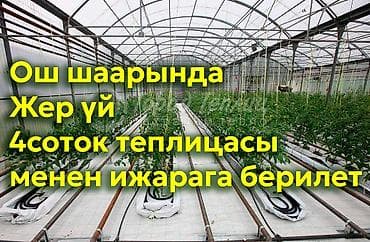 Ош шаарында жер үй 4соток теплицасы менен ижарага берилет at lalafo.kg Ош шаарында жер үй 4соток теплицасы менен ижарага берилет