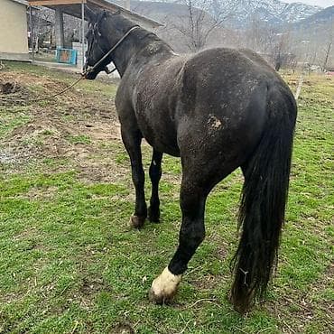 А/ч жаныбарларын сатам: Сатам | Байтал | Көбөйтүү үчүн | Асыл тукумдуу — 2