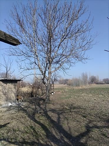 участок фурхат: Срочно продаю дом,рядом городом Кара-Балта.Село Вознесеновка улица — 8