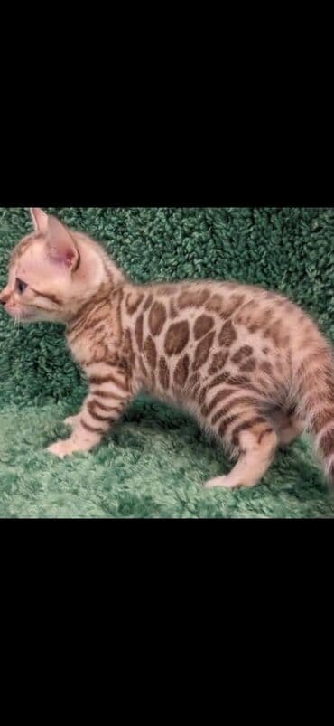 сколько стоит котенок британской золотой шиншиллы: Друзья. !!!.в питомнике Бен Гла Мур. долгожданные новые детки — 6