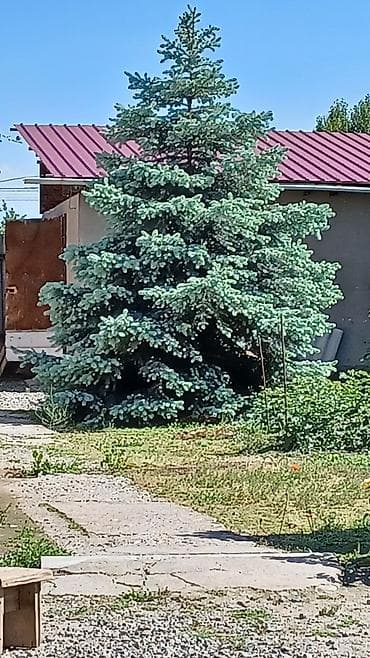 Дом и сад: Ель голубая (Picea pungens, Blue Spruce) — декоративное хвойное дерево — 2