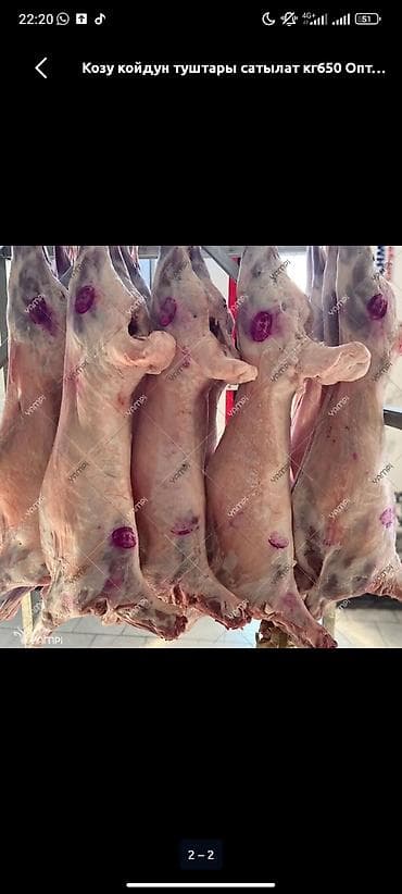 купить часы настенные: Цельные туши молодого барашка/козлёнка. - Забой и разделка с клеймом — 3