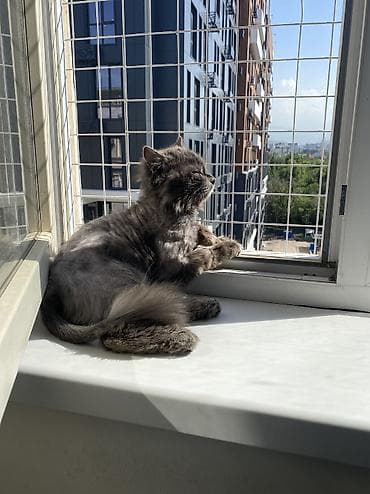 Отдам даром кошку: Кошка даром: Беспородная, 1 год, Мальчик, Приучена к лотку, Проглистована — 1