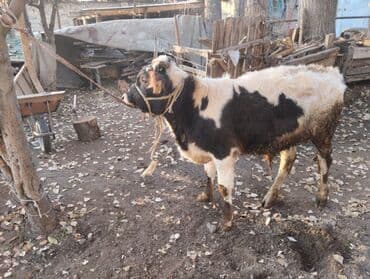 собака булдок: Продаю | Бык (самец) — 4