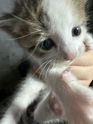 Котёнок домашний, короткошёрстный, окраса белый с пятнами табби lalafo.kg да Котёнок домашний, короткошёрстный, окраса белый с пятнами табби
