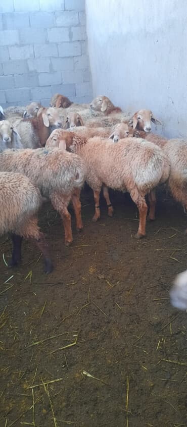 кролик декоративный: Продаю | Баран (самец) | Для разведения | Осеменитель — 1