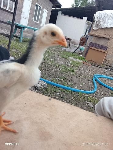 дакан цыпленок: Продаю | Цыплята | Бойцовая | Для разведения — 6