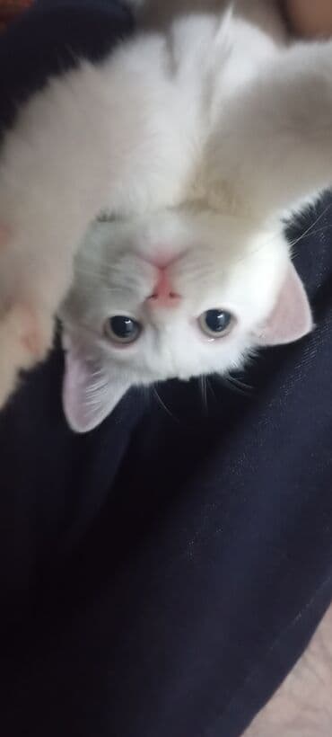 кусачки для когтей котов: Беспородная, 5 месяцев, Мальчик, Белый, Приучена к лотку — 3