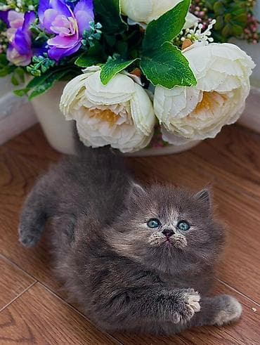 домашний животные: Скотиш Фолд (Шотландская вислоухая), 1 месяц, Мальчик, Приучена к лотку — 3