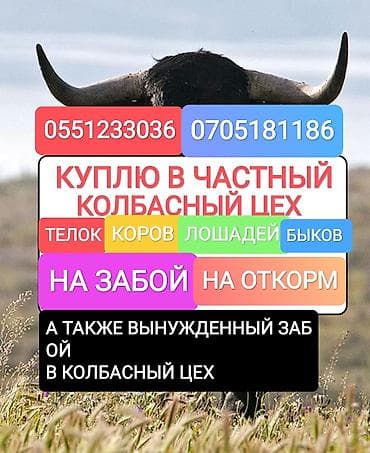 Жеке жак, Колбаса цехи : Уйлар, букалар, Жылкылар, аттар, | Күнү-түнү, Бардык шартта, Союлган