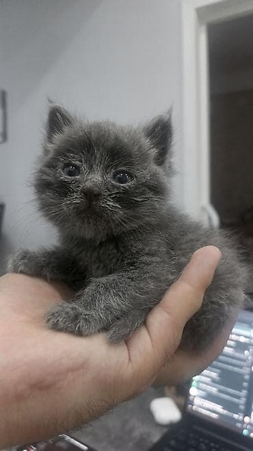 кошки сфинкс: 1 месяц, Мальчик — 1