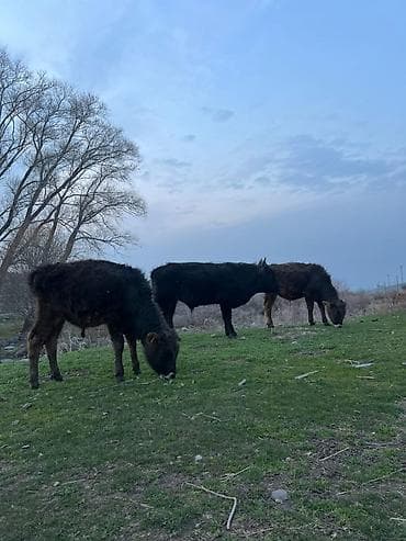 сментал бык: Продаю | Бык (самец) | Полукровка | На откорм — 4