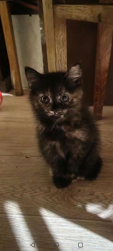 Скотиш Страйт (Шотландская прямоухая), 2 месяца, Девочка — 3