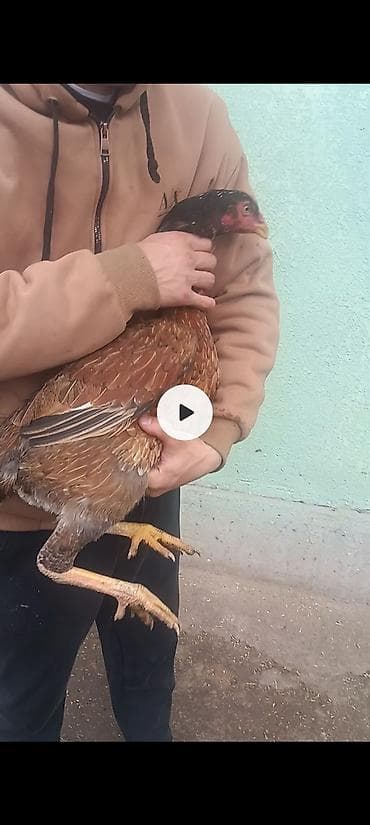 А/ч жаныбарлары үчүн тоюттар: Сатам | Тооктор | Тебиштирүүчү | Көбөйтүү үчүн — 2