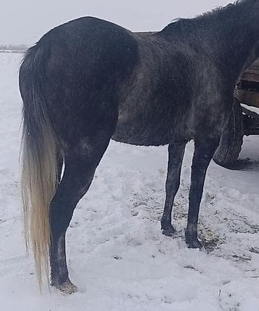 Продаю | Кобыла (самка) | Английская | Для разведения, Конный спорт | Племенные at lalafo.kg Продаю | Кобыла (самка) | Английская | Для разведения, Конный спорт | Племенные