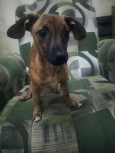 мин булак: Продаю породистую собачку миниатюрная такса умная послушная к туалету — 6