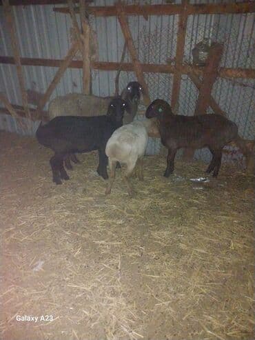 Иттер: Сатам | Ургаачы кой (ургаачы) | Көбөйтүү үчүн — 2