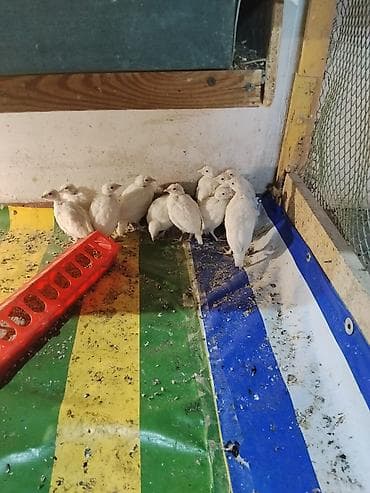 индюки биг 6 купить яйцо: Продаю цыплят белого кеклика — 4