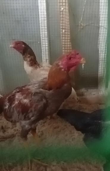 ала канат птица: Продаю | Куры | Бойцовая | Для разведения — 3