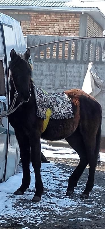 коз кой: Продаю | Жеребенок — 1