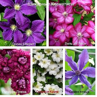Https://t.me/blooming_garden_kg Редкие и эффектные декоративные