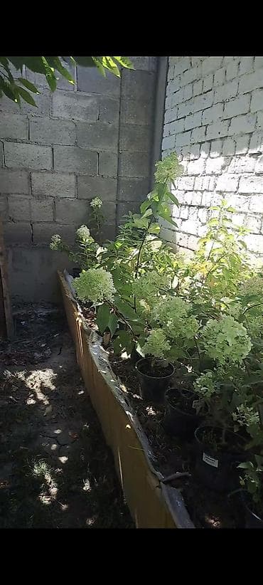 Саженцы