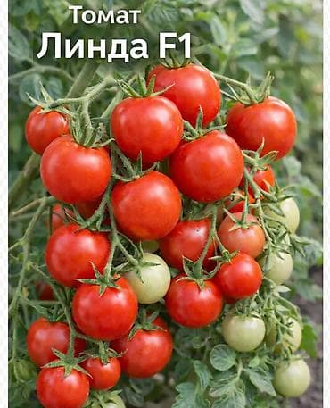 Рассада