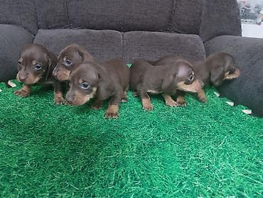 русская спаниель: Щенки таксы, гладкошерстная мини. Окрас: шоколад с подпалом. На фото — 5