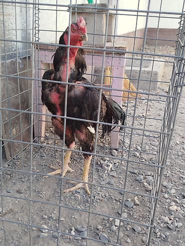 Дакан короз сатылат активный алмашу жолдору бар жемге жугоруго at lalafo.kg Дакан короз сатылат активный алмашу жолдору бар жемге жугоруго