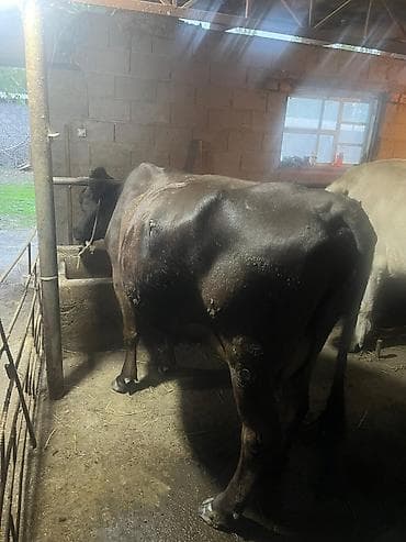 животные карова: Продаю | Корова (самка) | Голштин | Для молока | Племенные — 6